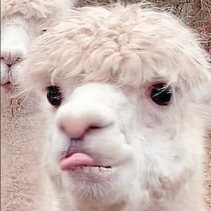 Meet your Posher, Audrey